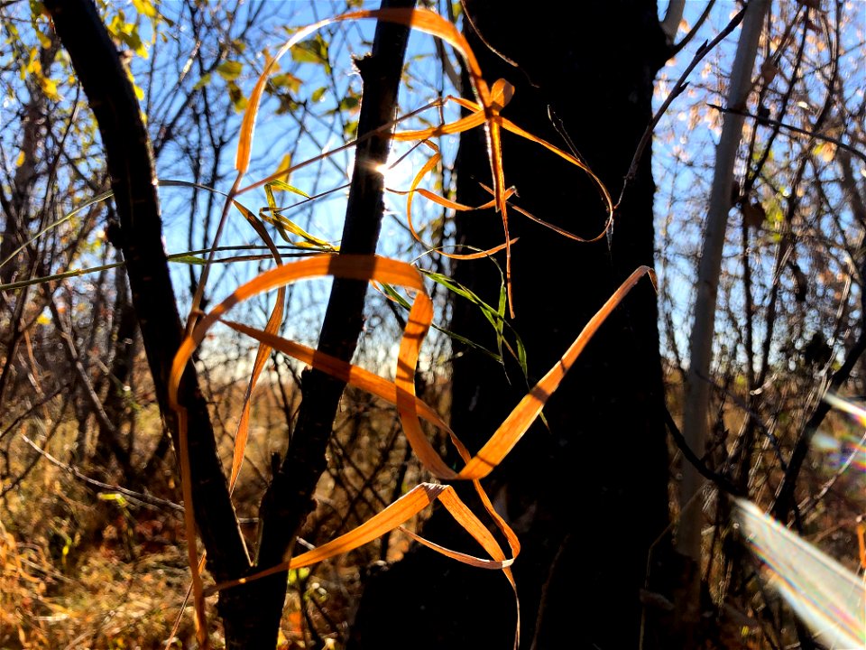 Ribbons of Grass and Lot
