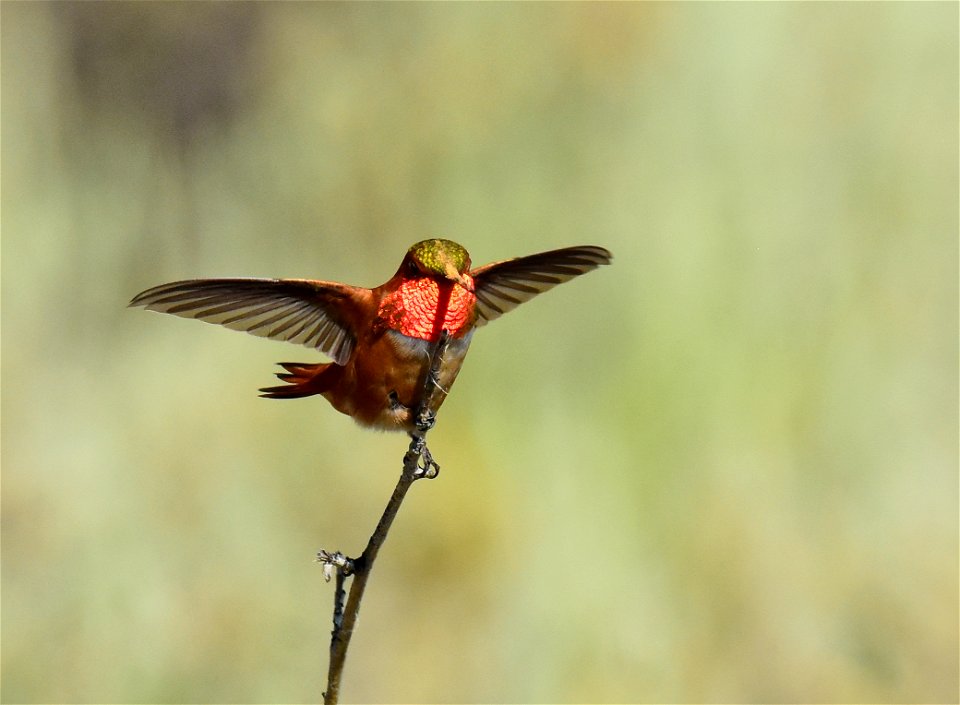 Rufous hummingbird at Seedskadee National Wildlife Refuge