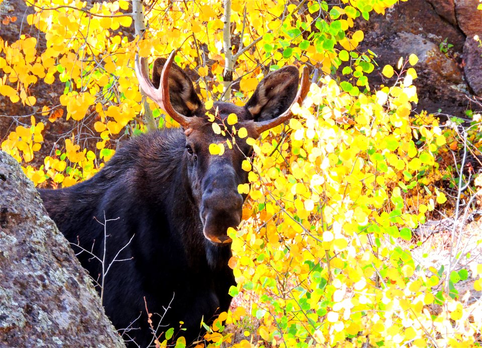 Young Moose in Gold Aspens