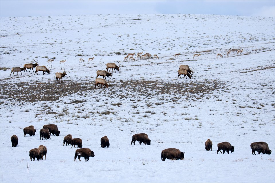 Bison, Elk, & Pronghorn on the National Elk Refuge