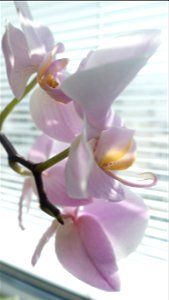 orchids-兰花_2023_0225_110402(1) photo