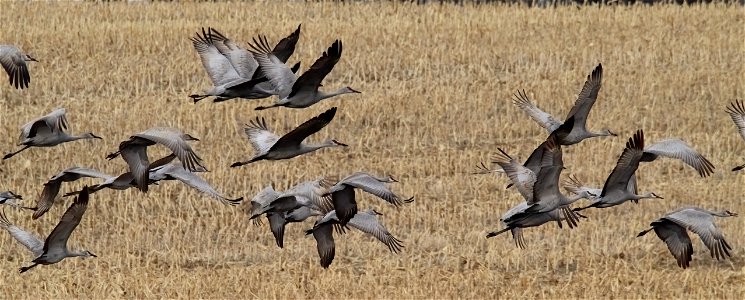Sandhill Cranes Huron Wetland Management District South Dakota