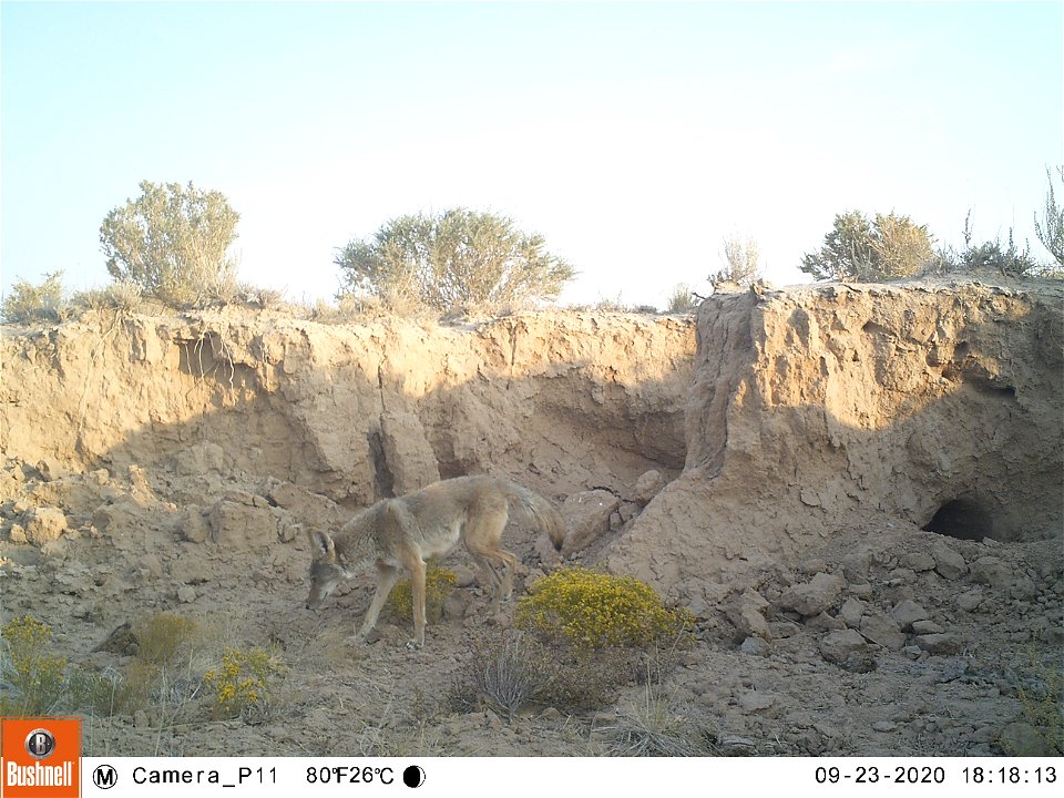 Coyote in the Desert