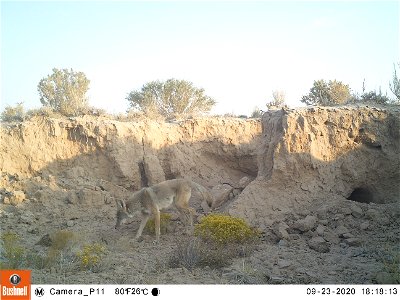 Coyote in the Desert photo