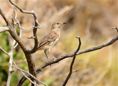 Sage thrasher on Seedskadee National Wildlife Refuge