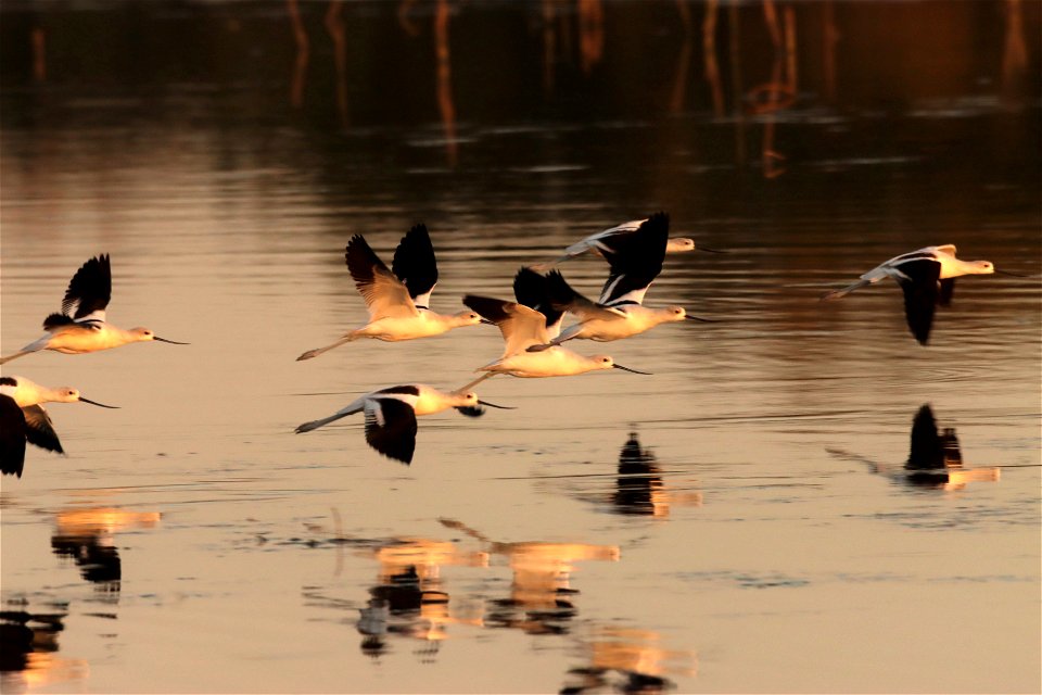 Fall Plumage American Avocets Huron Wetland Management District