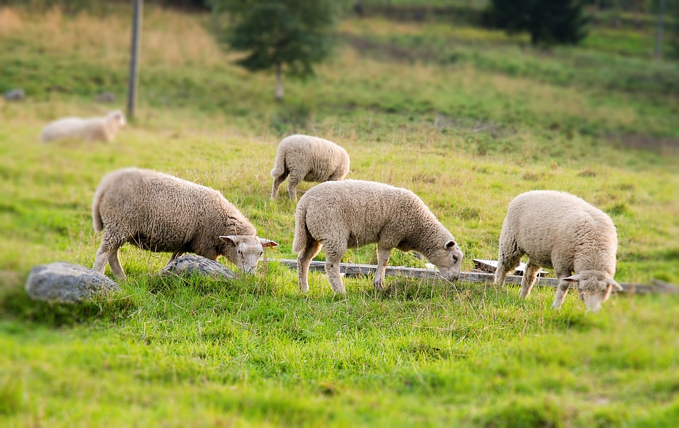 Countryside farm organic