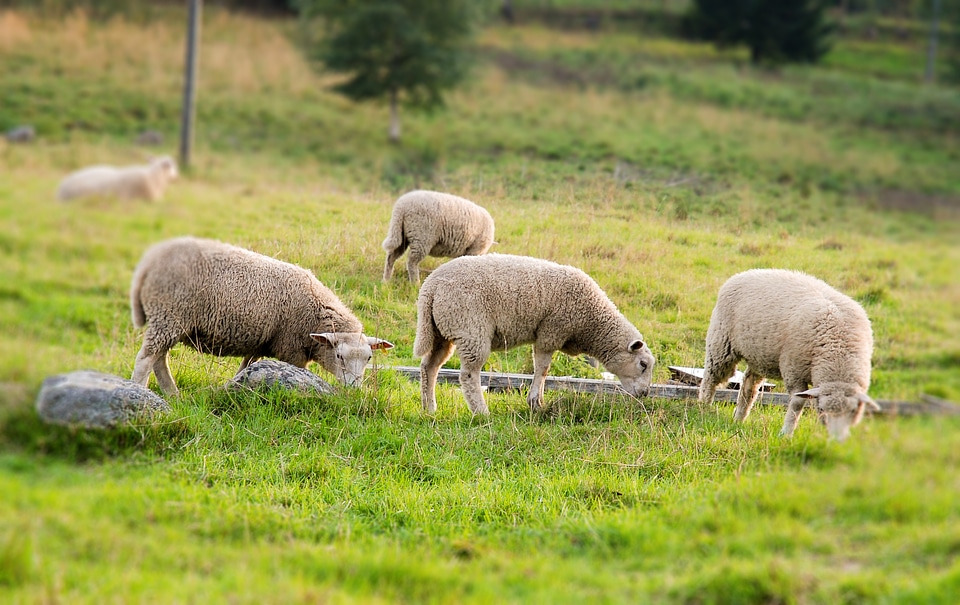 Countryside farm organic photo