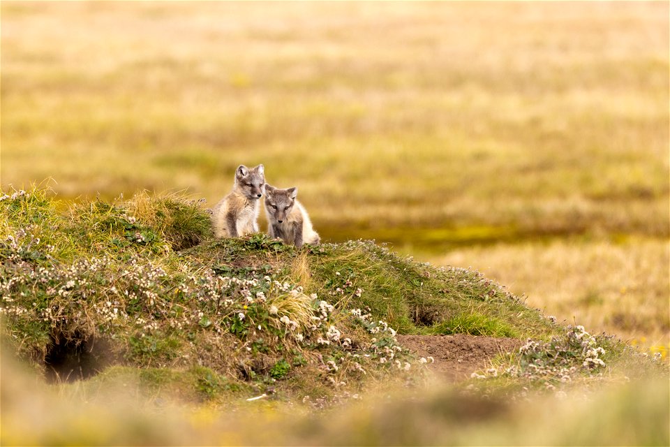 Arctic fox siblings