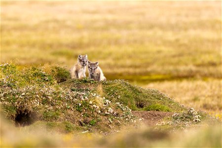 Arctic fox siblings