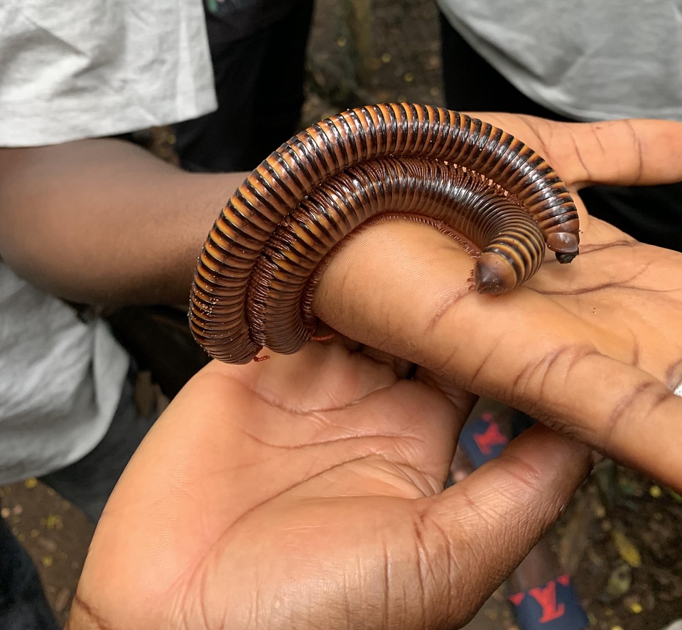Man hand centipede