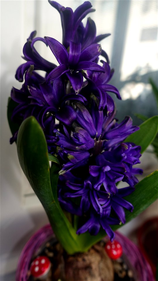 flori_flowers-wife-2023_0216_161540