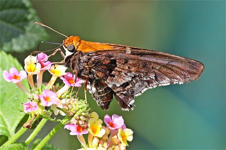SKIPPER, MERCURIAL (Proteides mercurius) (11-29-2022) national buttrerfly center, mission, hidalgo co, tx (5)