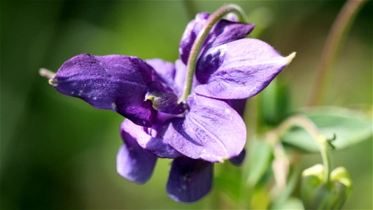 Akelei (Aquilegia cf. vulgaris) mit violetter Blüte