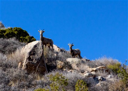 Desert Bighorn Sheep (Ovis candensis nelsoni)