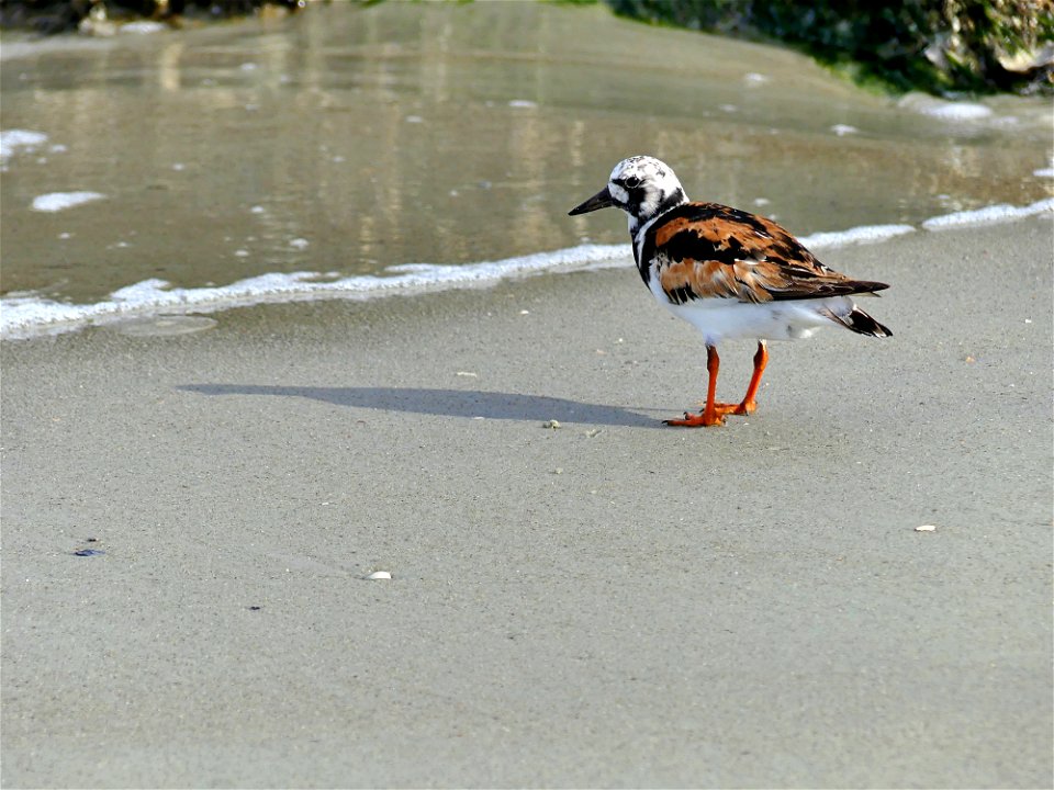 rUDDY TURNSTONE-P1810101