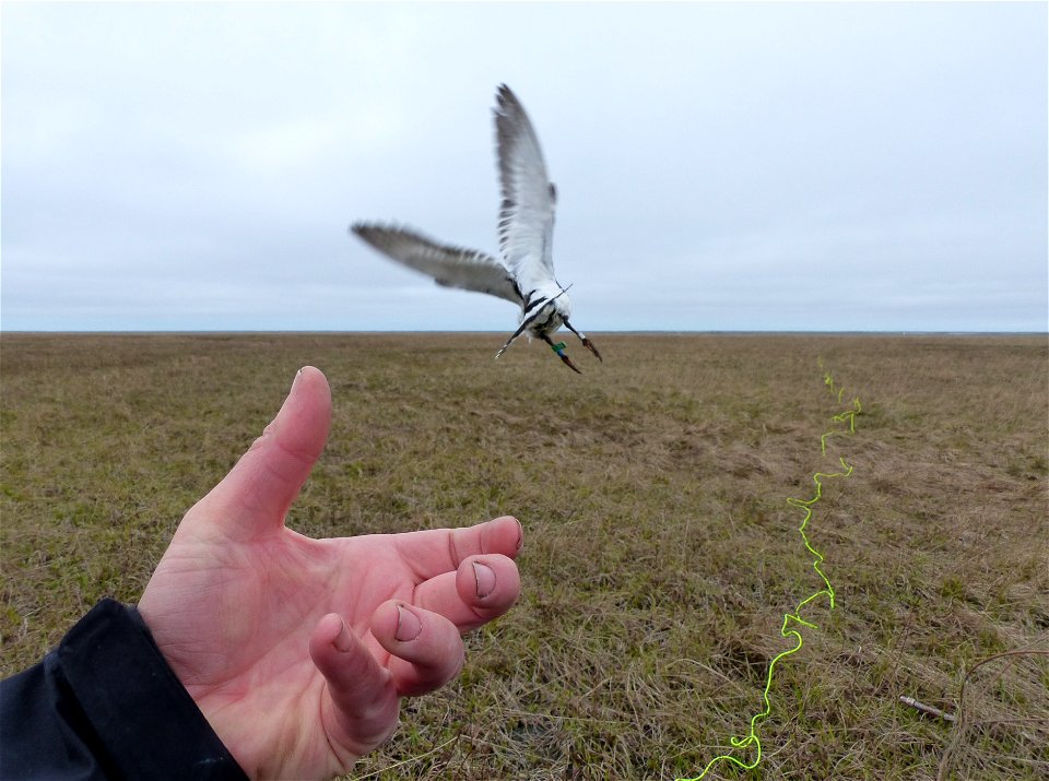 Black Turnstone release photo