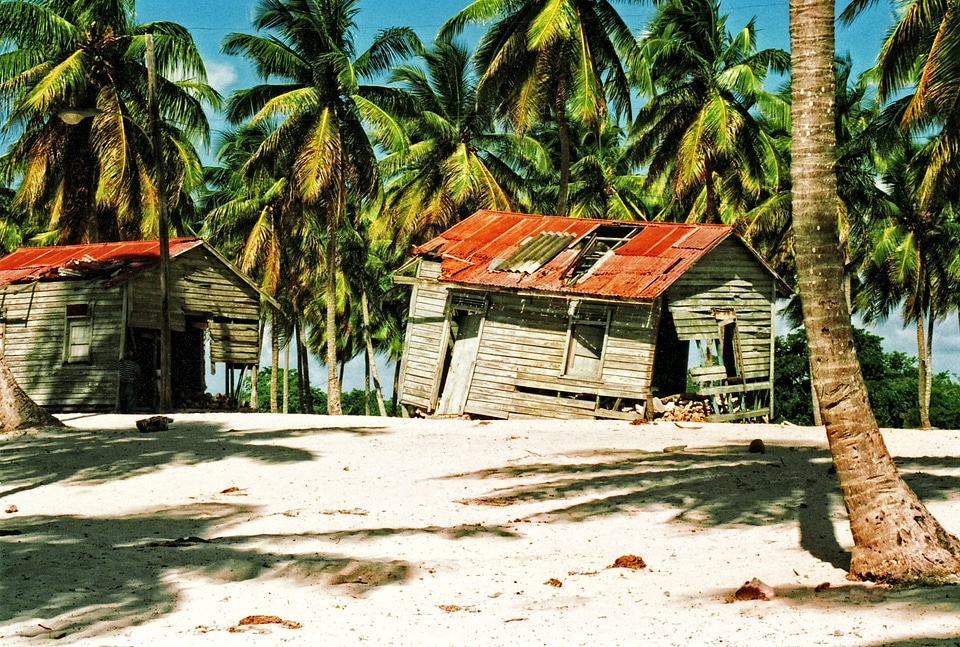 Beach palm trees rotten
