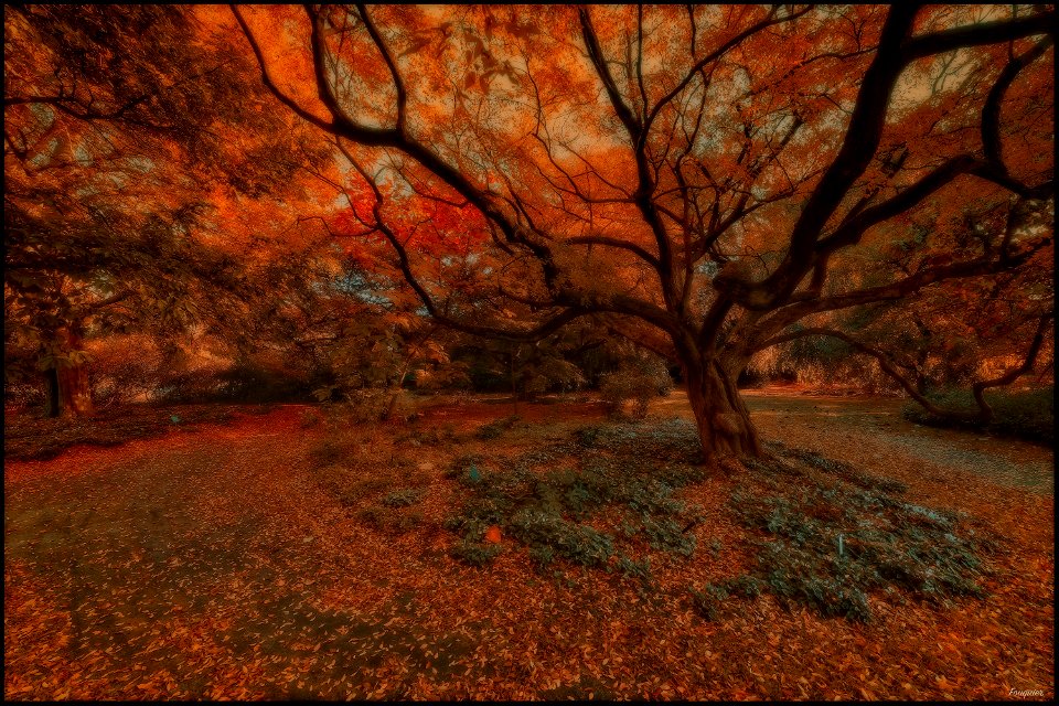 Autumn Impression