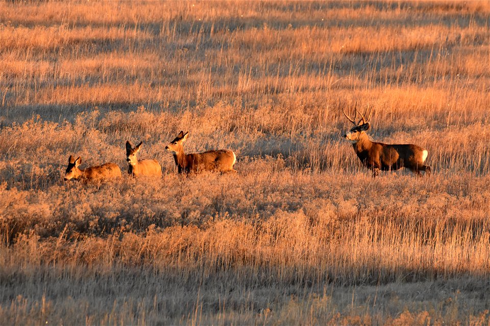Mule deer at Seedskadee National Wildlife Refuge