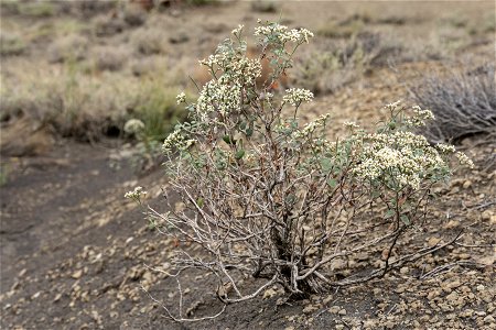 Eriogonum corymbosum