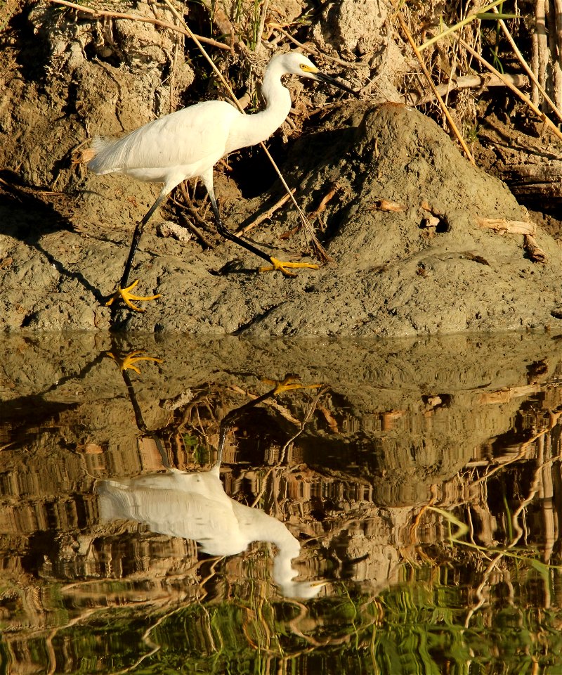 Snowy Egret Bear River Migratory Bird Refuge