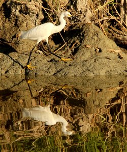 Snowy Egret Bear River Migratory Bird Refuge