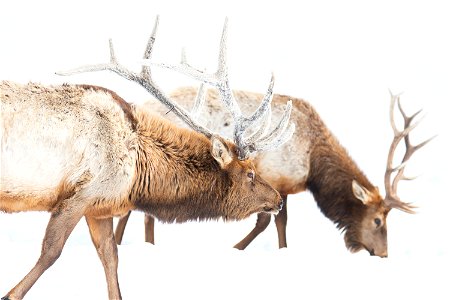 Elk on the National Elk Refuge