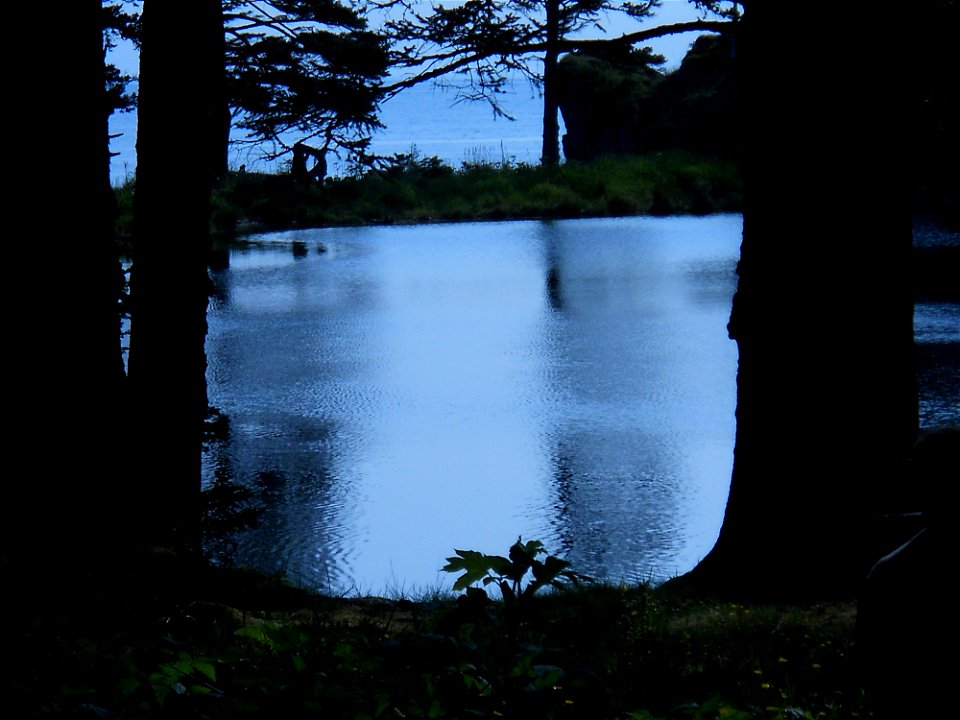 Through the Trees