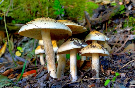 Forest floor fungi.