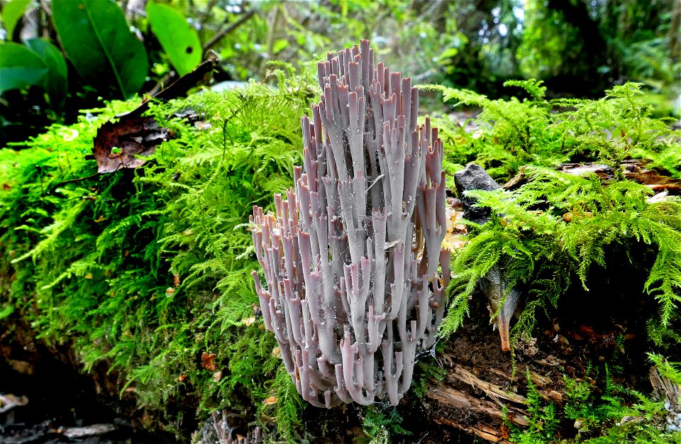 Artomyces turgidus.