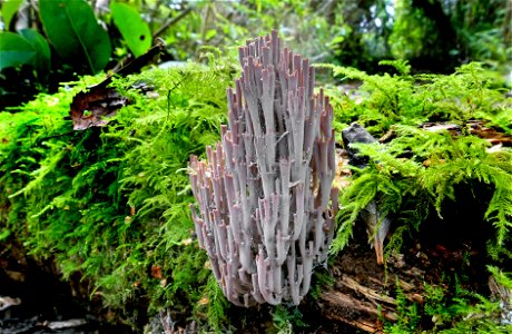 Artomyces turgidus. photo