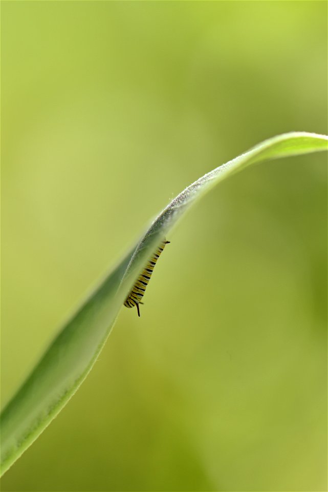 Monarch caterpillar on common milkweed