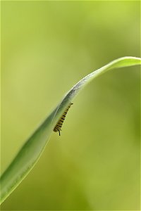 Monarch caterpillar on common milkweed photo