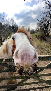 Friendly Horse West Malling