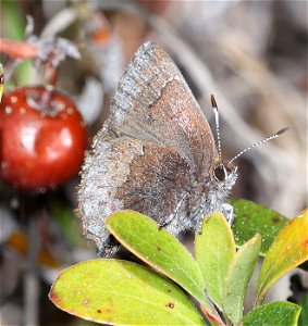 ELFIN, HOARY (Callophrys polios) (05-04-2022) south tolowa dunes state park, del norte co, ca -04