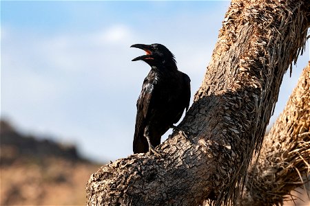 Ravens on Joshua trees photo