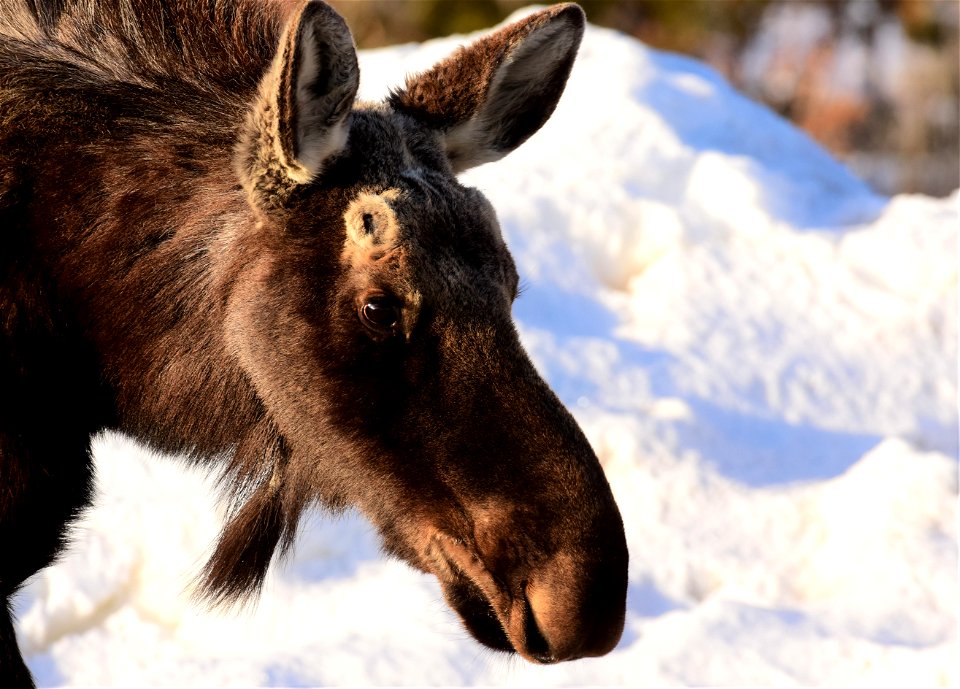 Moose at Seedskadee National Wildlife Refuge