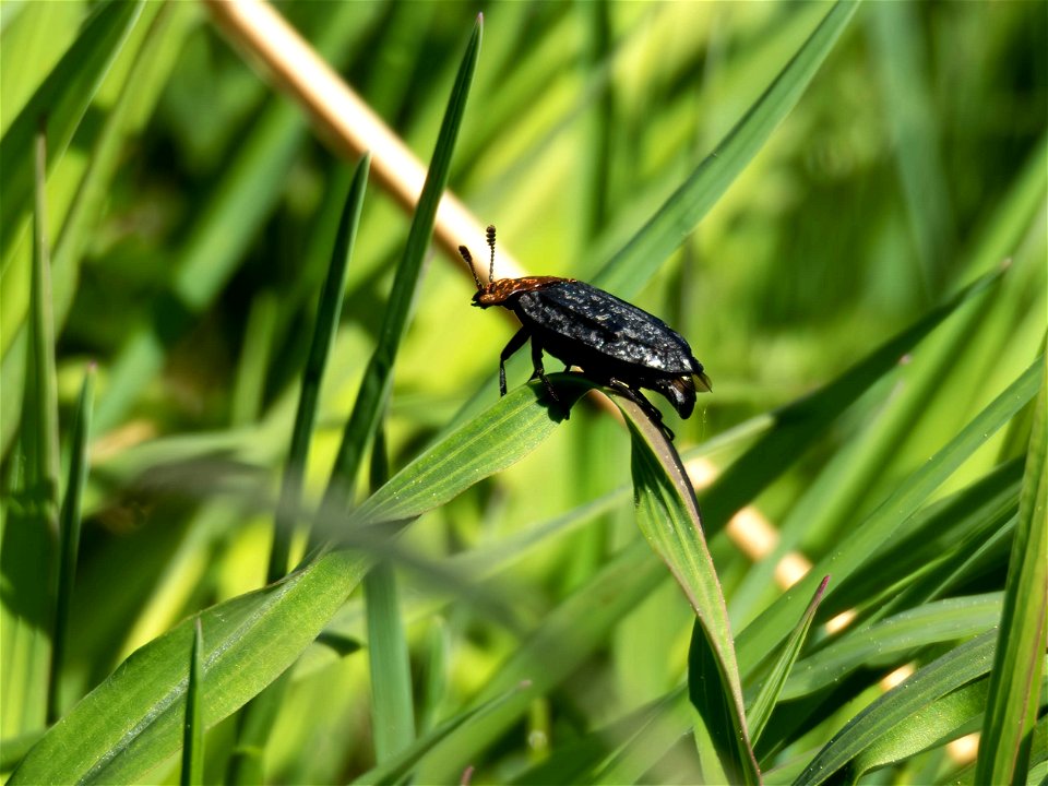 (Coleoptera: Silphidae) Oiceoptoma thoracicum, Red-breasted carrion beetle / Rödsköldad asbagge