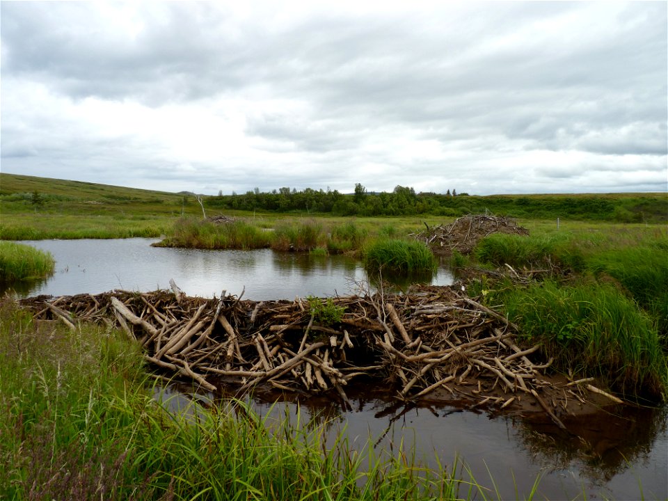 Beaver dam photo