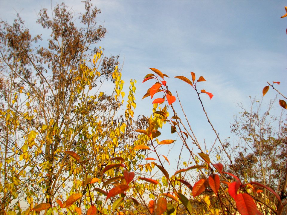 toamna2009_1127_091212