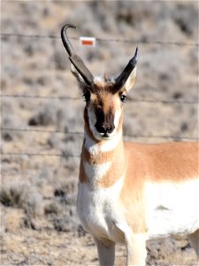 Pronghorn at Seedskadee National Wildlife Refuge