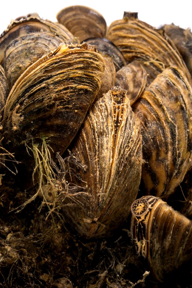 Zebra Mussels (Dreissena polymorpha)