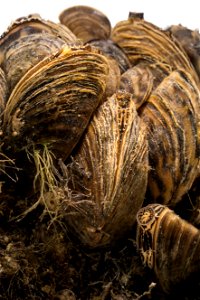 Zebra Mussels (Dreissena polymorpha) photo