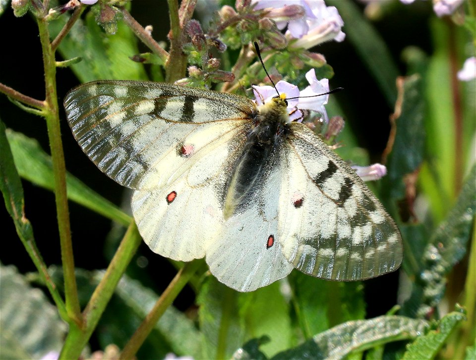 PARNASSIAN, CLODIUS (Parnassius clodius) (6-21-2021) 5000 ft, bear mt - jawbone rd jct, smith river nat rec area, del norte co, ca -01