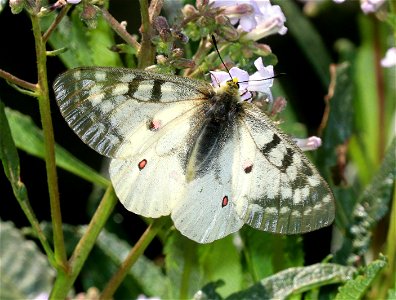 PARNASSIAN, CLODIUS (Parnassius clodius) (6-21-2021) 5000 ft, bear mt - jawbone rd jct, smith river nat rec area, del norte co, ca -01
