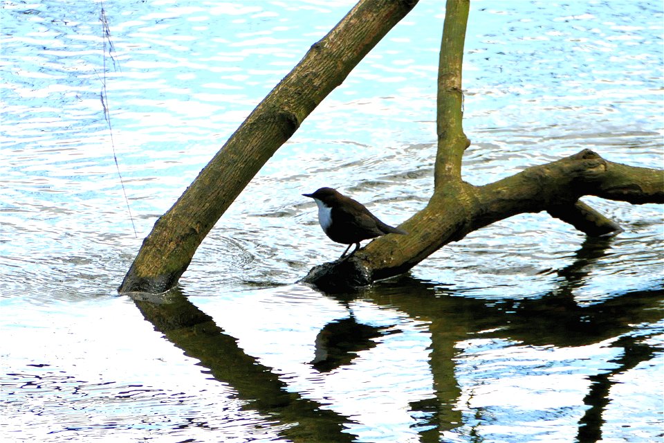 River Rothay Dipper VII