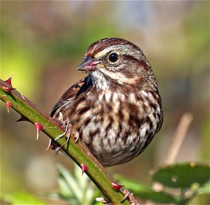 896 - SONG SPARROW (09-30-2022) point st george, del norte co, ca (6)