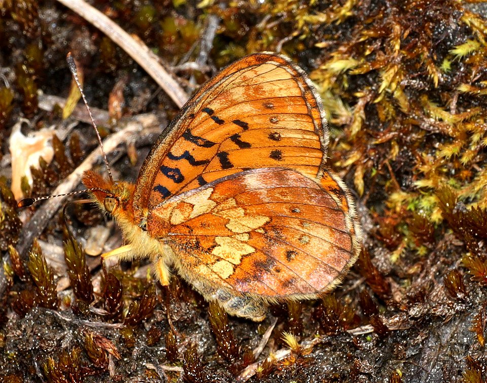 FRITILLARY, WESTERN MEADOW (Boloria epithore) (07-17-2022) hart pass-slate peak, okanogan co, wa -03