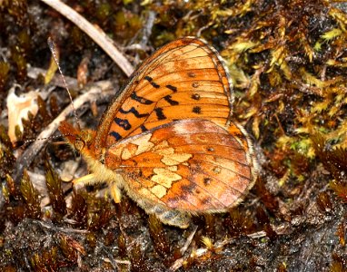 FRITILLARY, WESTERN MEADOW (Boloria epithore) (07-17-2022) hart pass-slate peak, okanogan co, wa -03